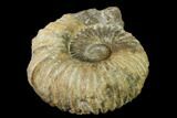 Unidentified Ammonite Fossil - Morocco #136511-1
